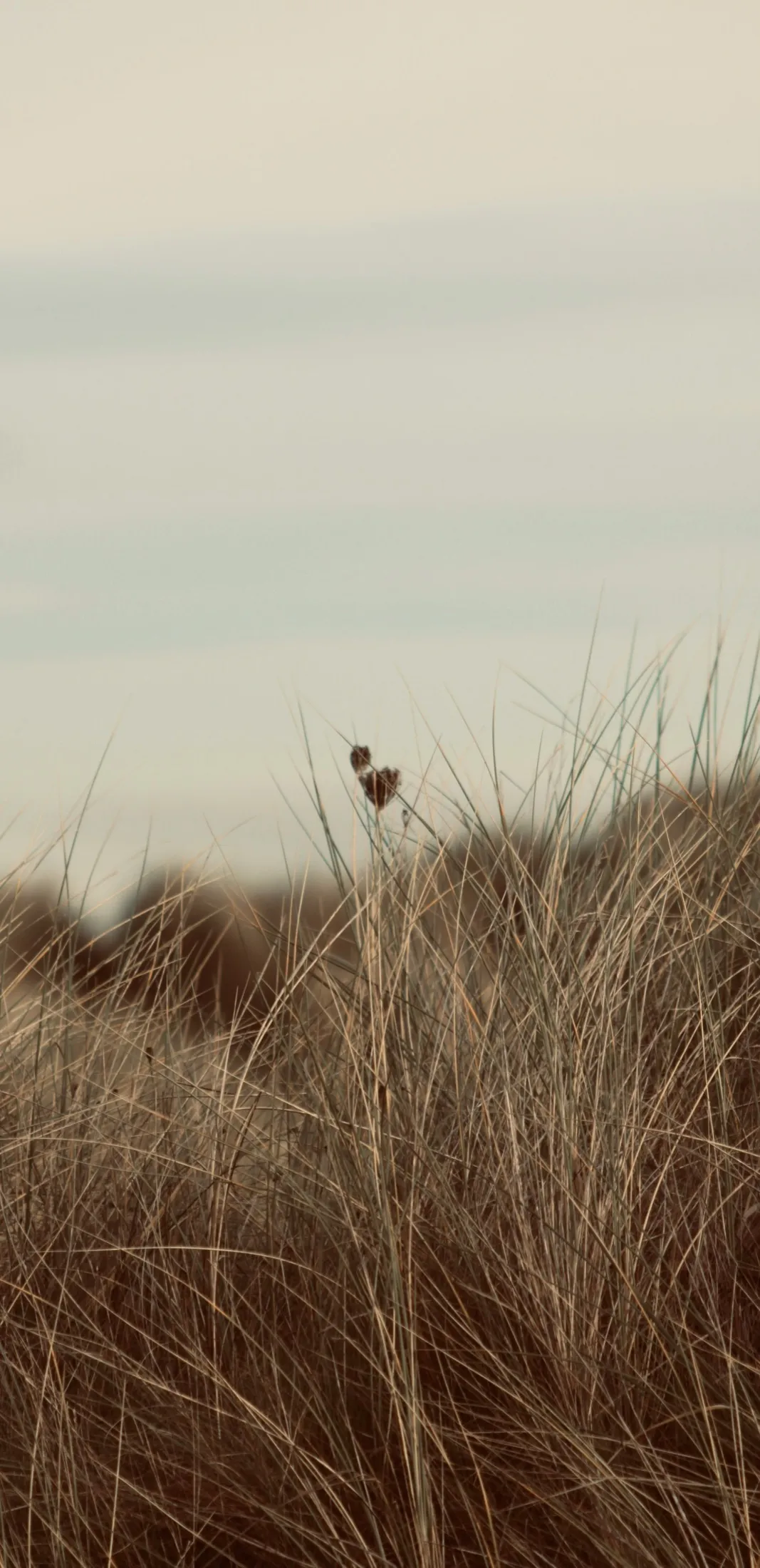 Dune grass against a soft sky at dusk.